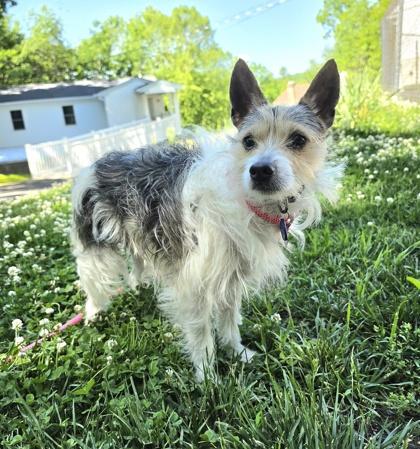 Spudz, Adoptable, Adult Male Parson Russell Terrier & Mixed Breed.