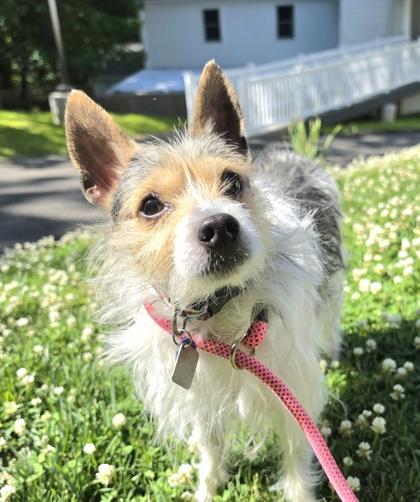 Enlarge Spudz, a Adoptable mixed breed in New Hope, PA image 2/2
