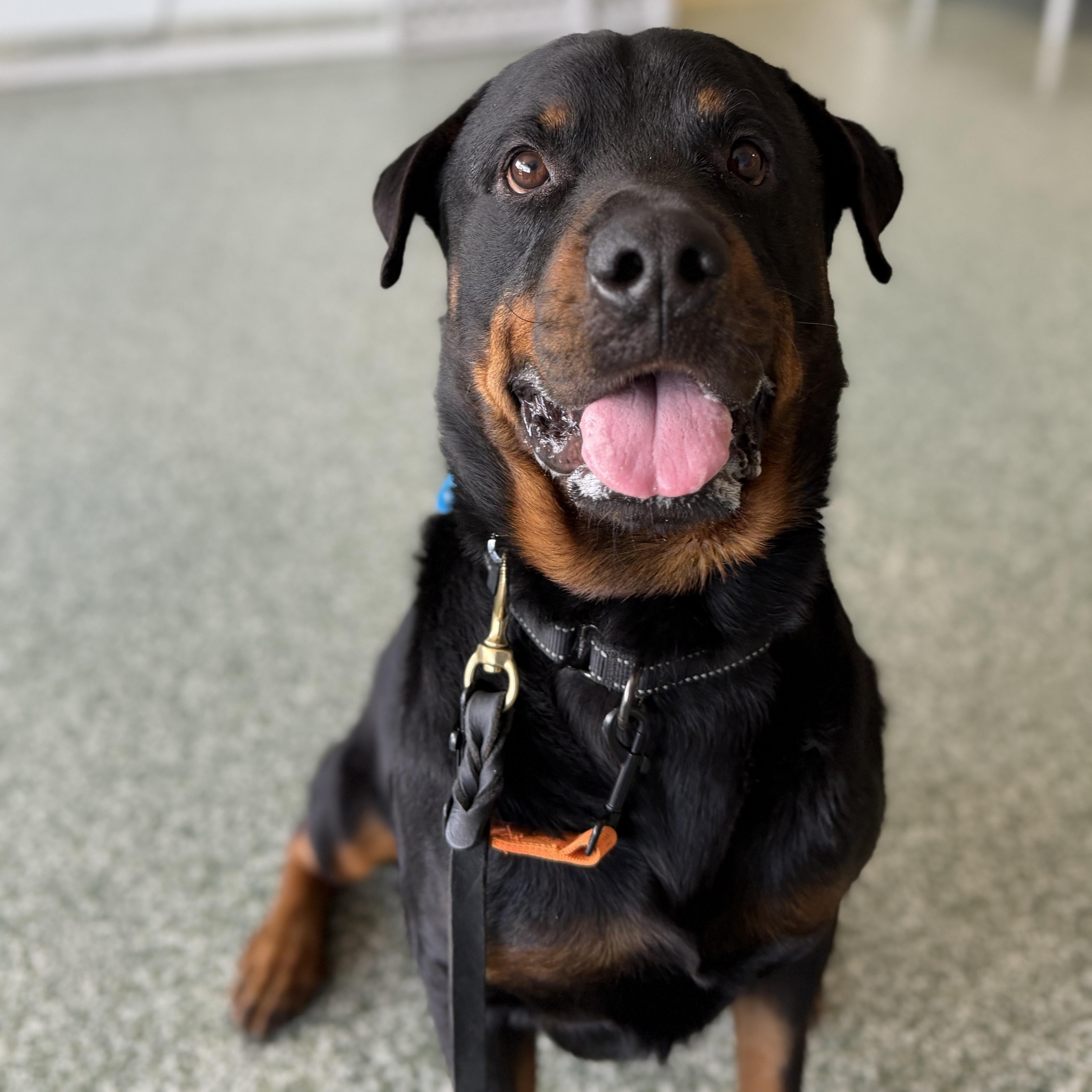 Carl, a ADOPTABLE Rottweiler in Scottsdale, AZ image 5/5