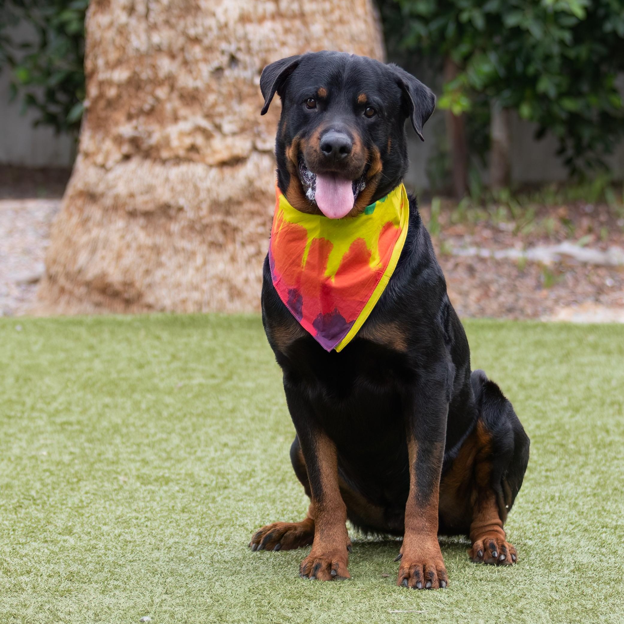Carl, a ADOPTABLE Rottweiler in Scottsdale, AZ image 2/5