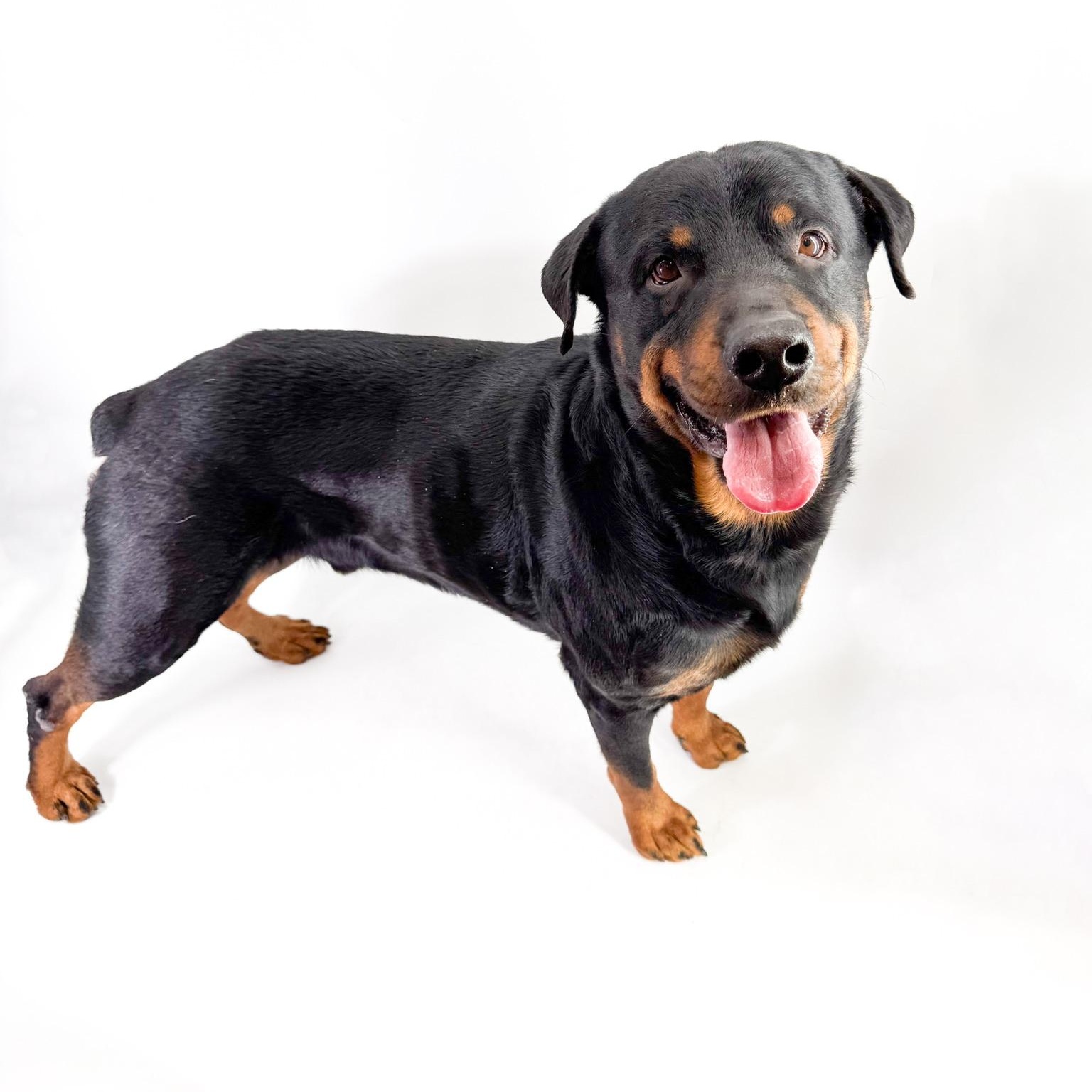 Carl, a ADOPTABLE Rottweiler in Scottsdale, AZ image 2/5