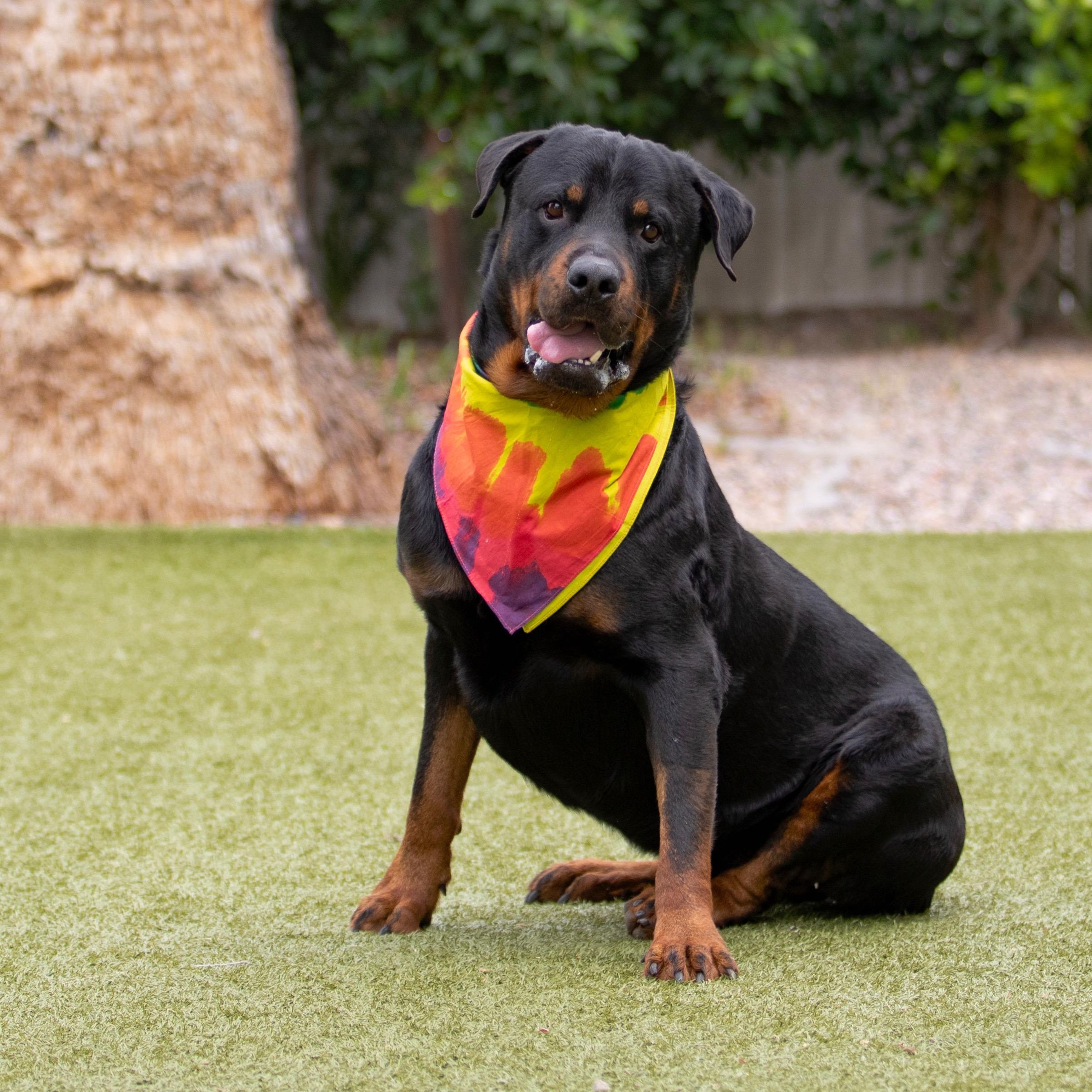 Carl, a ADOPTABLE Rottweiler in Scottsdale, AZ image 5/5