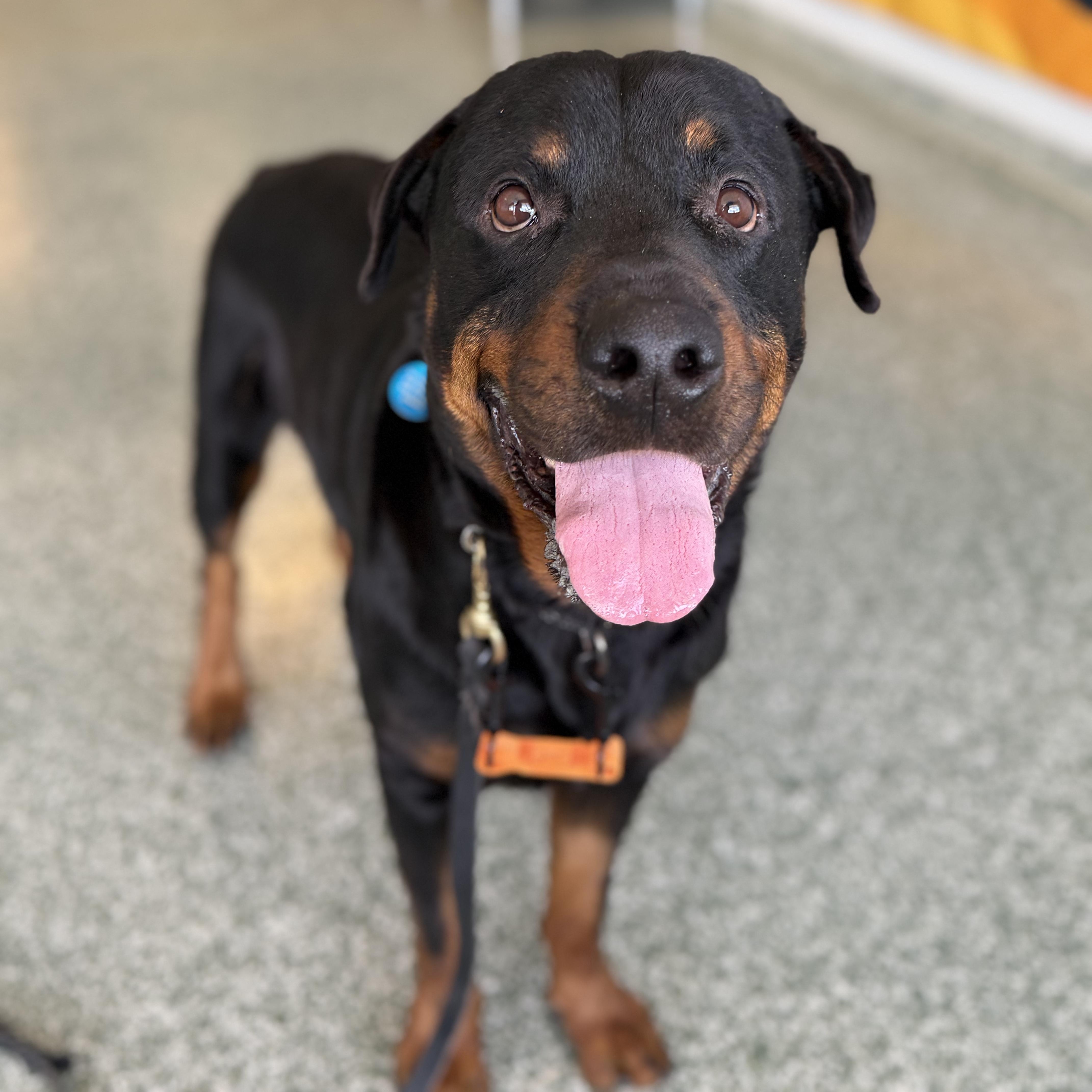 Carl, a ADOPTABLE Rottweiler in Scottsdale, AZ image 3/5