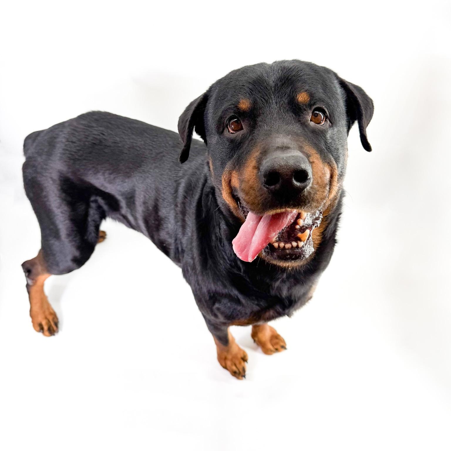 Carl, ADOPTABLE, Adult Male Rottweiler.