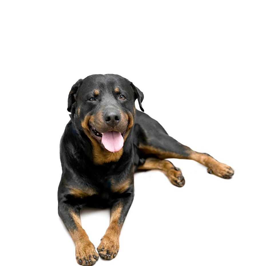 Carl, a ADOPTABLE Rottweiler in Scottsdale, AZ image 4/5