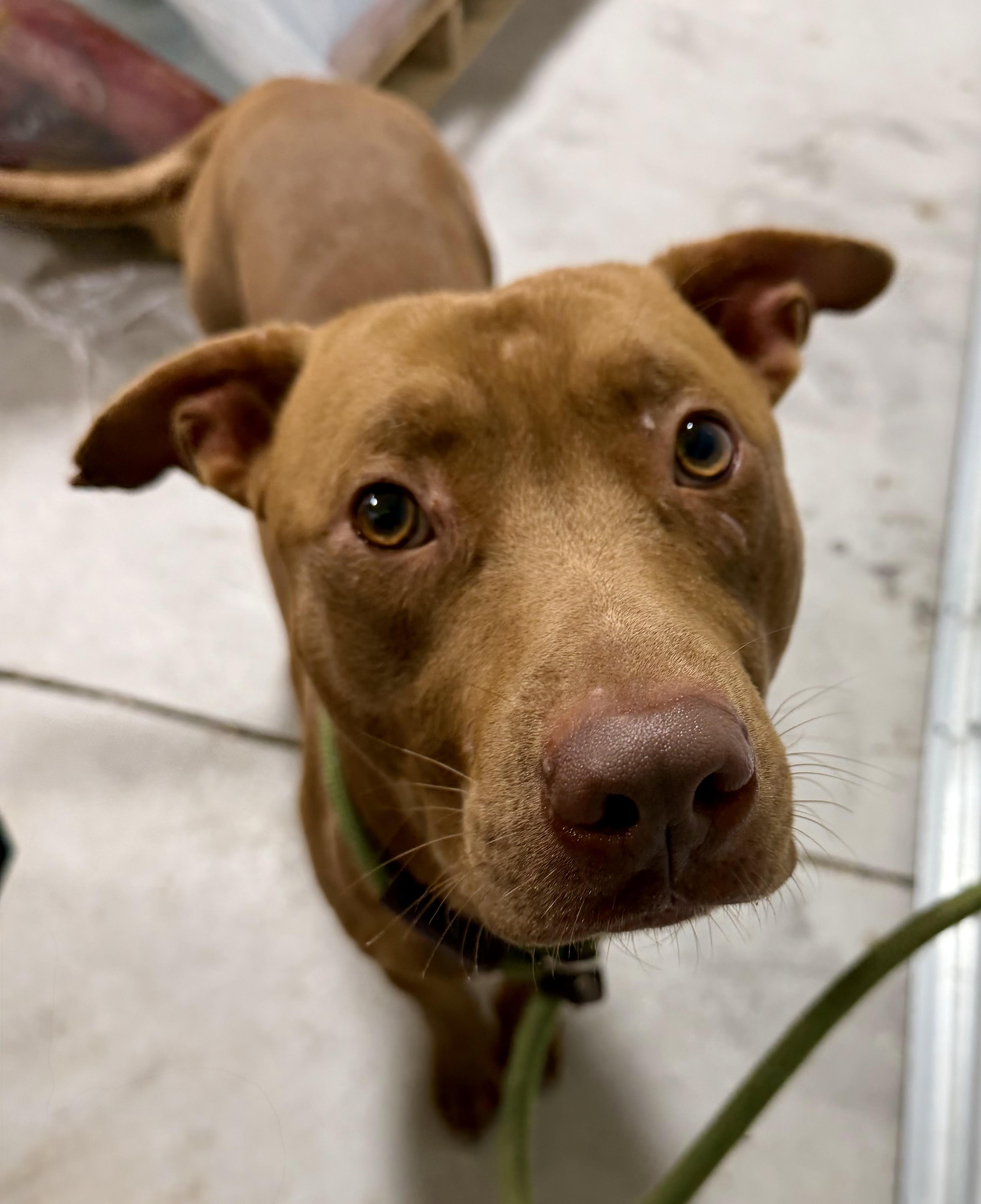 Enlarge Ledger, a ADOPTABLE mixed breed in Lancaster, SC image 1/3