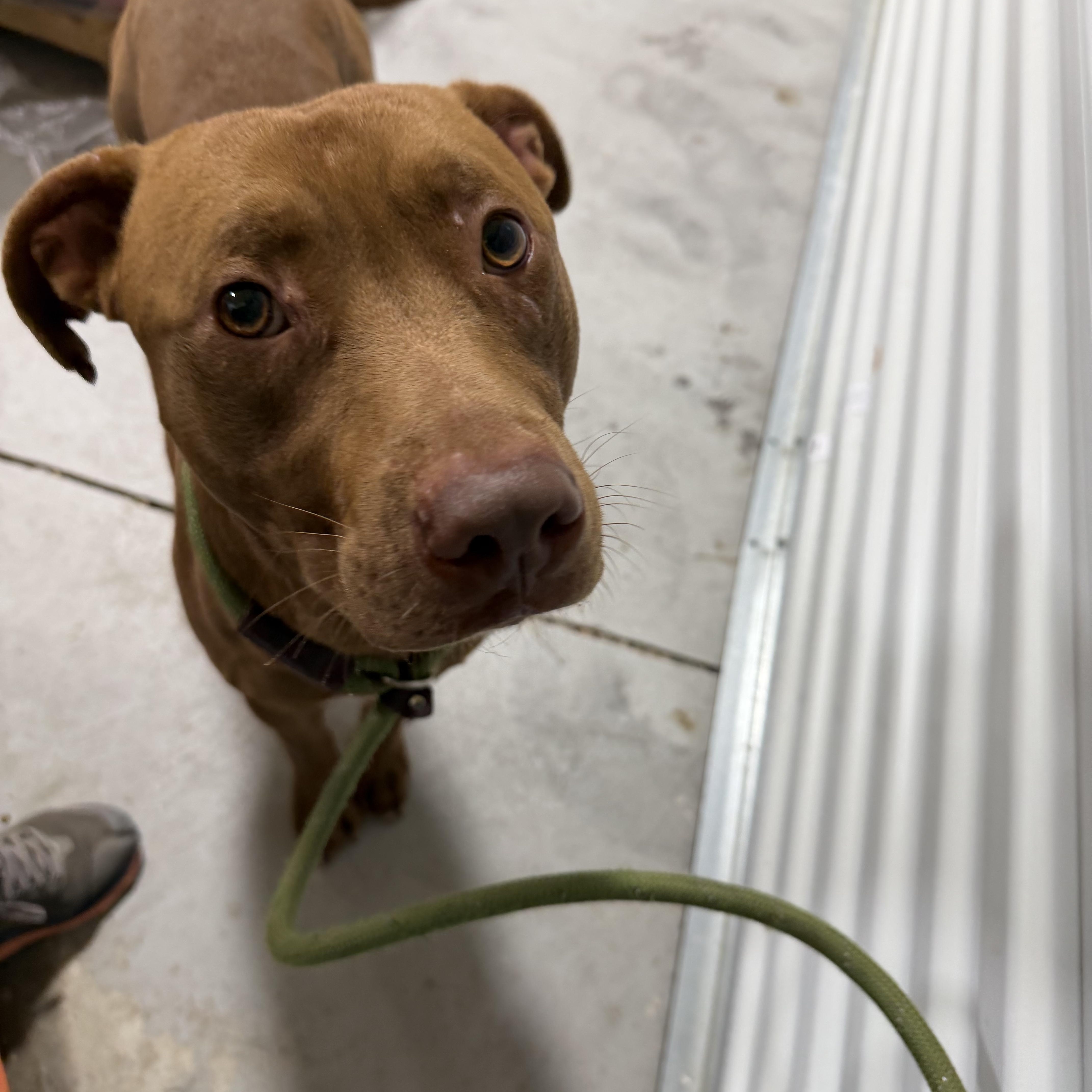 Enlarge Ledger, a ADOPTABLE mixed breed in Lancaster, SC image 3/3