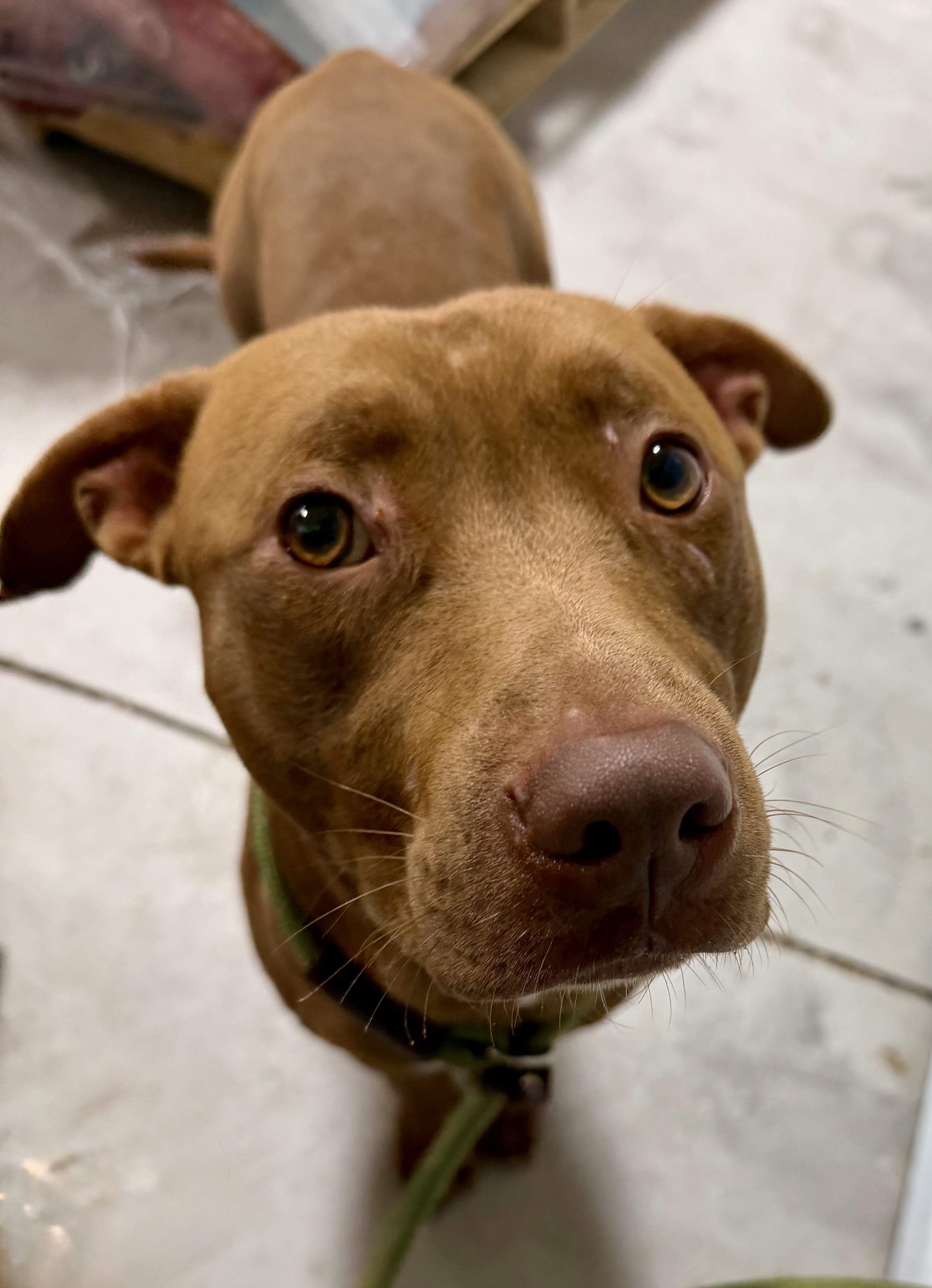 Enlarge Ledger, a ADOPTABLE mixed breed in Lancaster, SC image 2/3