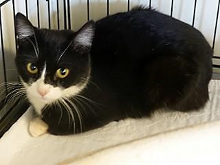 Minnie, a ADOPTABLE mixed breed in Anaconda, MT image 6/6
