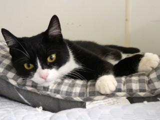 Minnie, a ADOPTABLE mixed breed in Anaconda, MT image 2/6