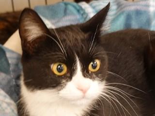 Minnie, a ADOPTABLE mixed breed in Anaconda, MT image 3/6