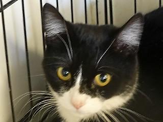 Minnie, a ADOPTABLE mixed breed in Anaconda, MT image 5/6