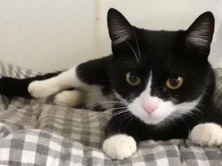 Minnie, ADOPTABLE, Young Female Domestic Short Hair & Tuxedo.
