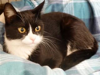 Minnie, a ADOPTABLE mixed breed in Anaconda, MT image 4/6