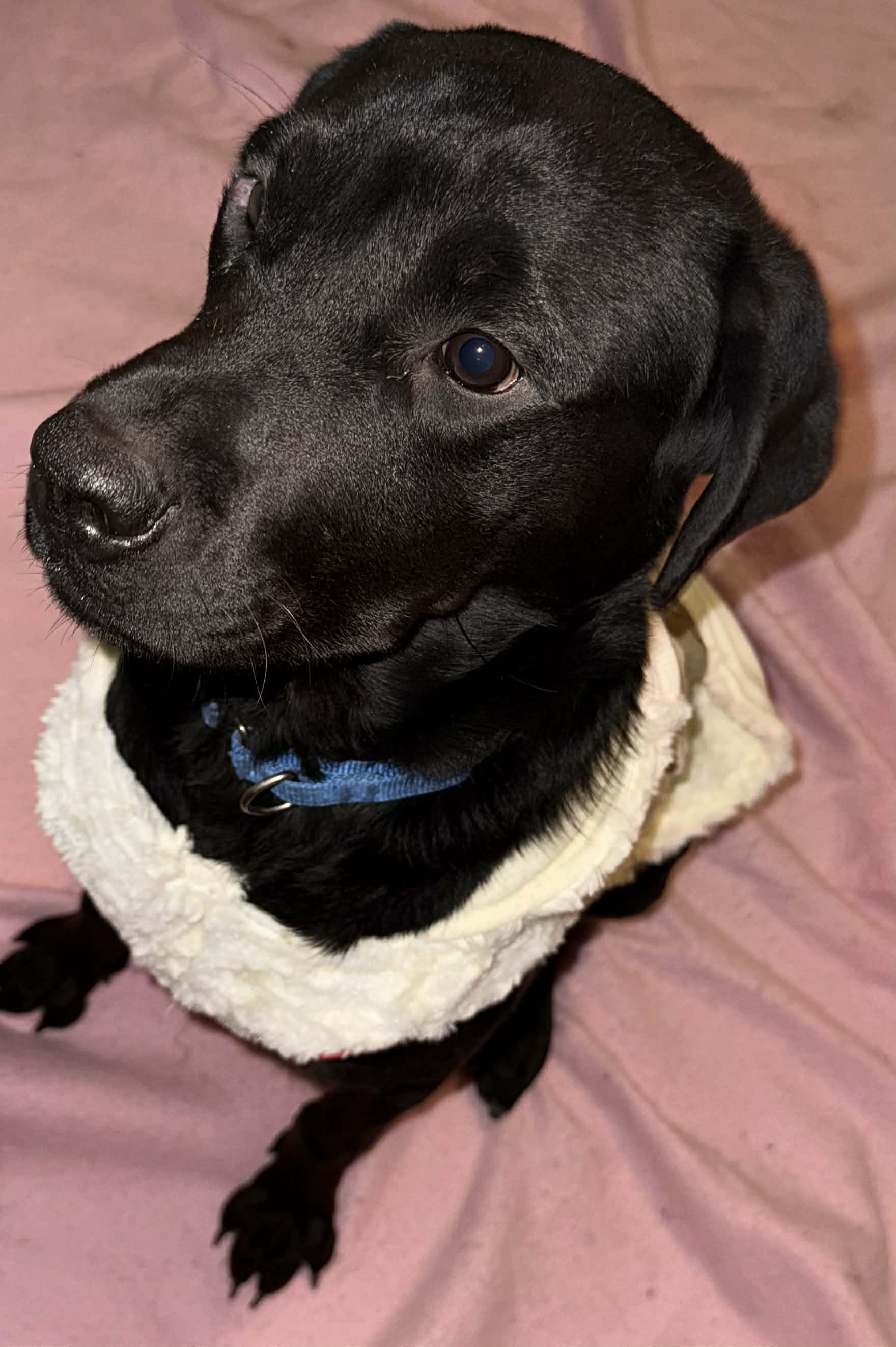 Enlarge Wednesday, a Adoptable mixed breed in Binghamton, NY image 1/3