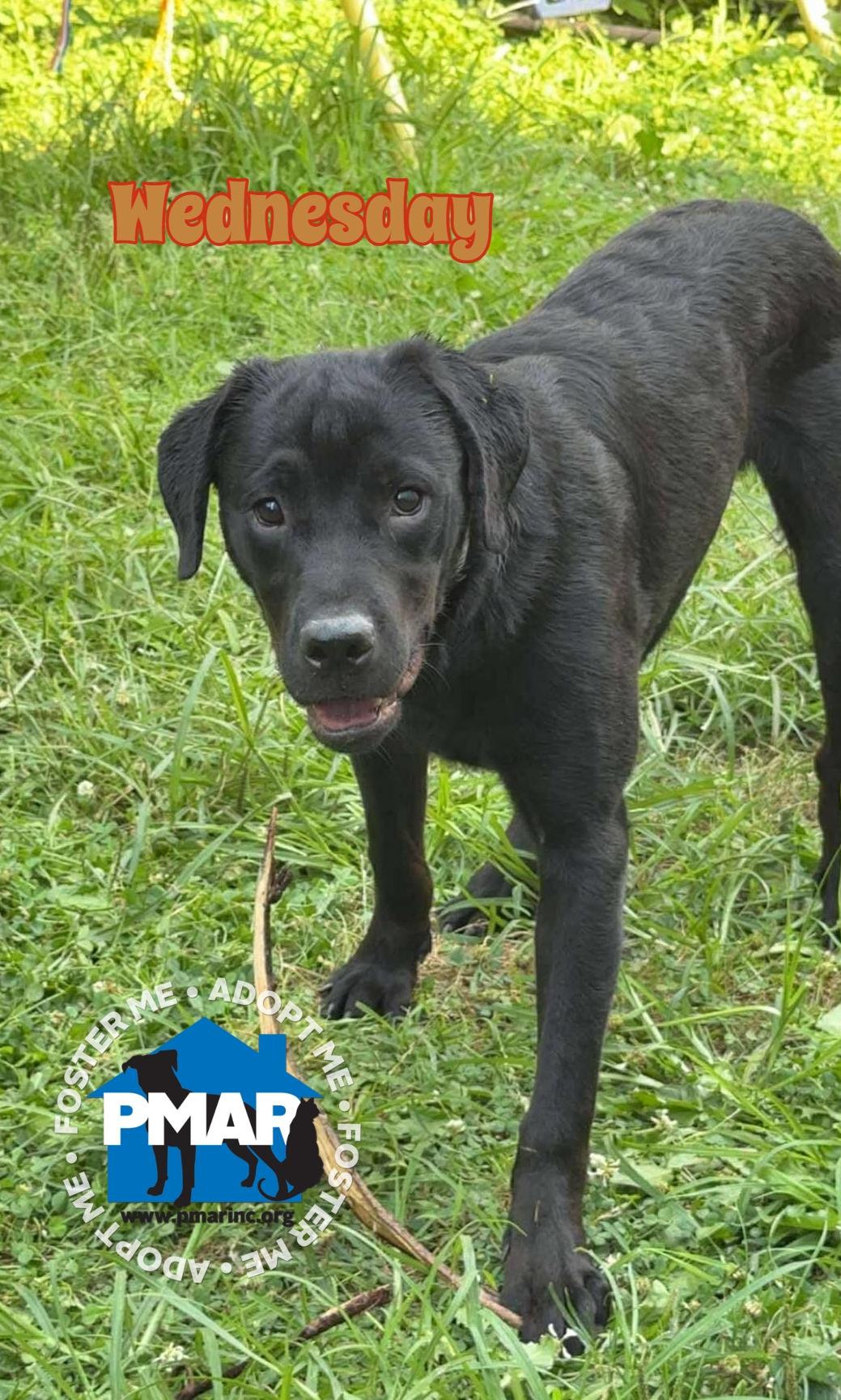 Wednesday, Adoptable, Young Female Labrador Retriever.