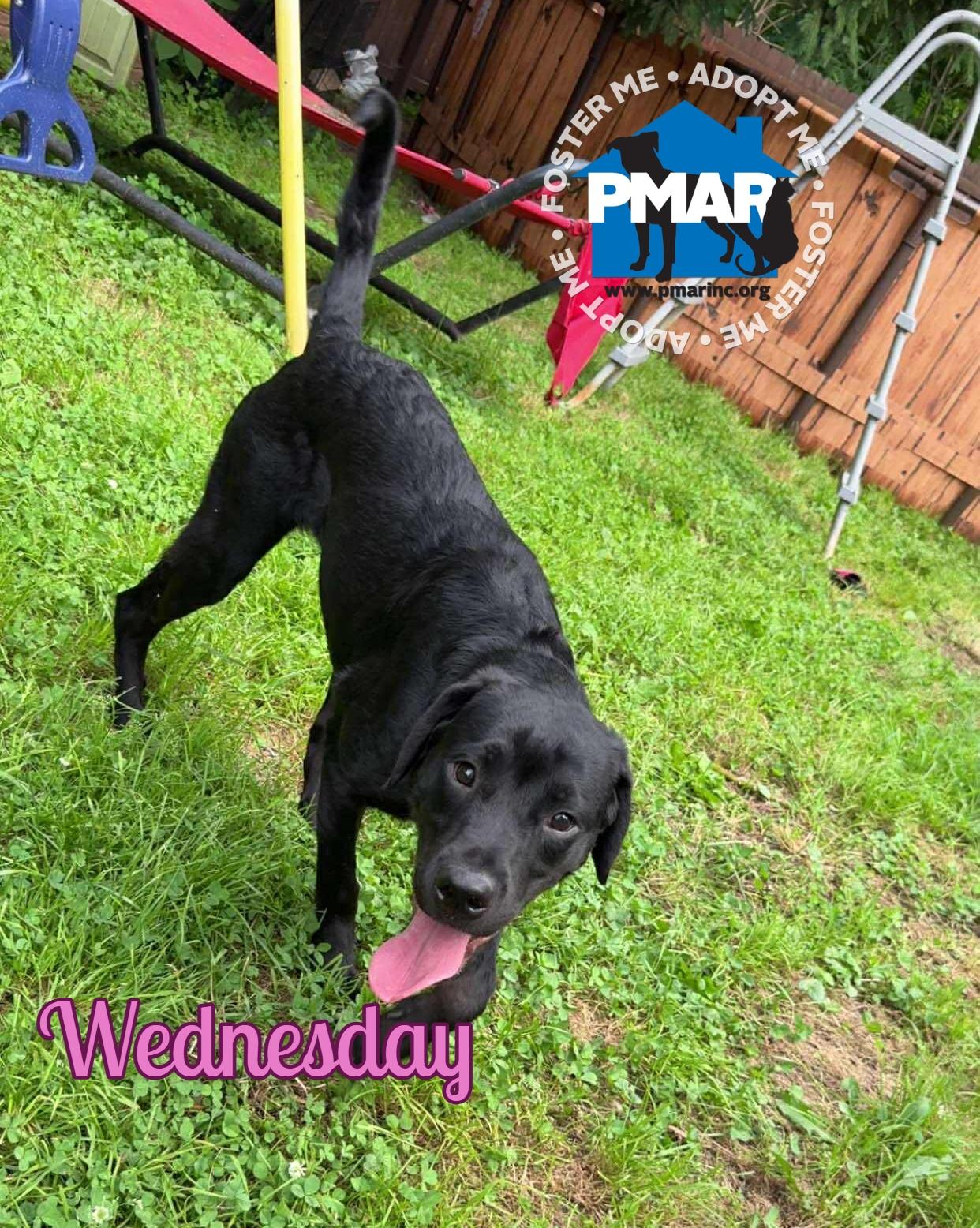 Enlarge Wednesday, a Adoptable mixed breed in Binghamton, NY image 3/3