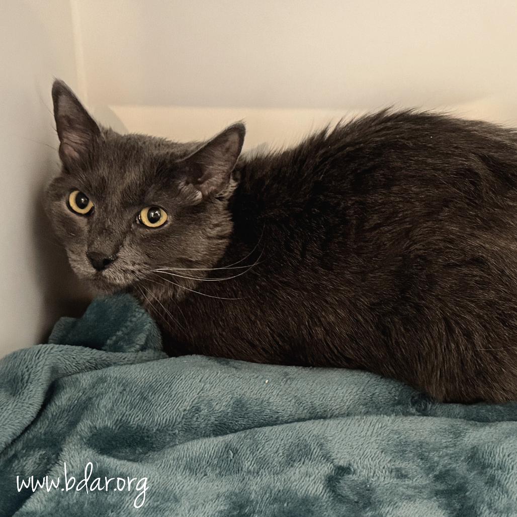 Stormy, Adoptable, Adult Male Domestic Short Hair.