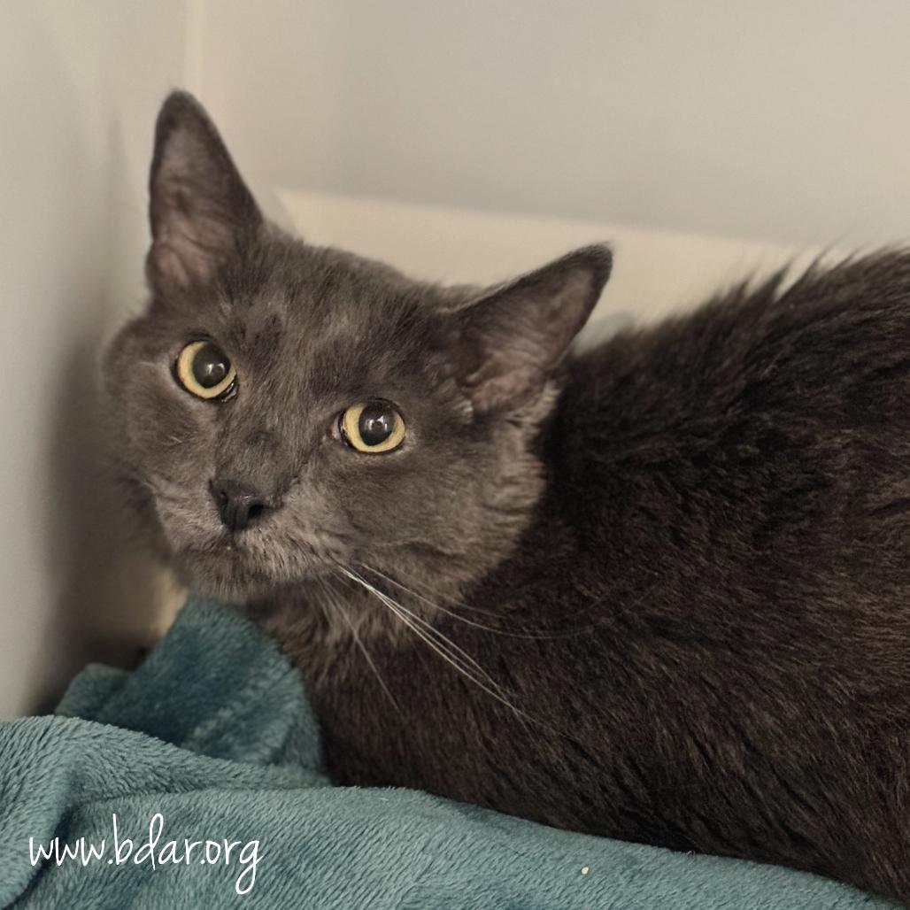 Enlarge Stormy, a Adoptable Domestic Short Hair in Cheyenne, WY image 2/2