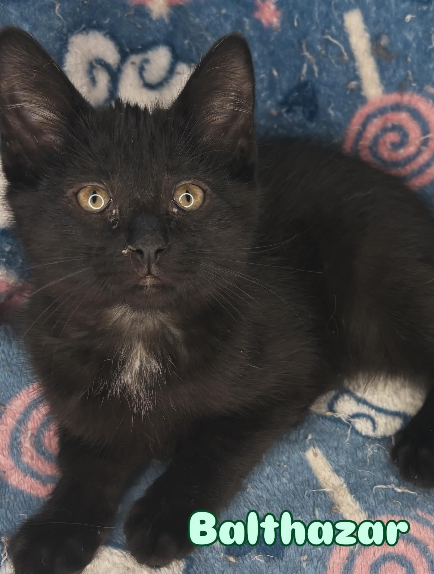 Balthazar , adopted, Kitten Male Domestic Short Hair.