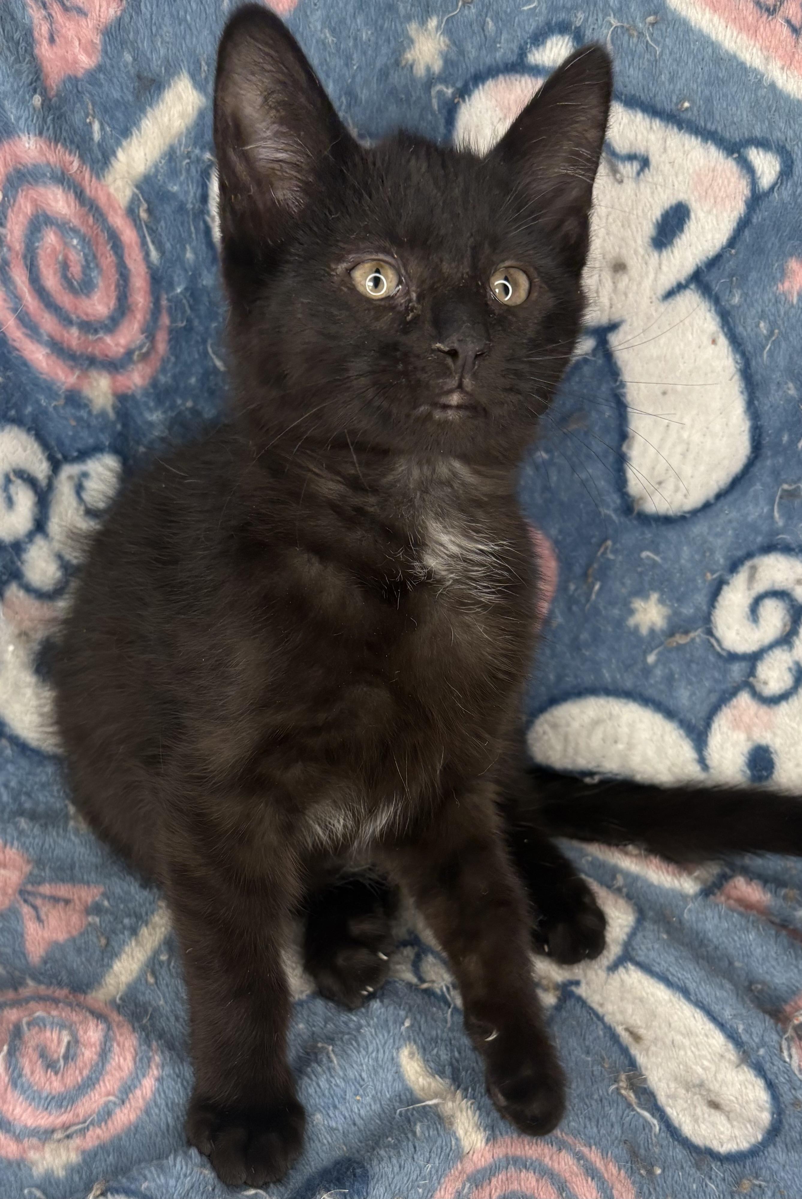 Enlarge Balthazar , an adopted Domestic Short Hair in Austintown, OH image 2/2