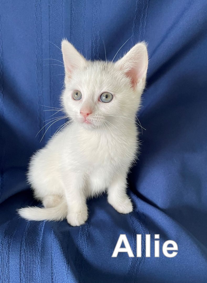 Enlarge Allie, a Adopted Domestic Short Hair in Markdale, ON image 1/2