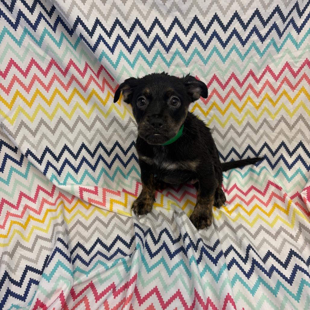 Enlarge Meeko, a Adoptable mixed breed in Royse City, TX image 1/2