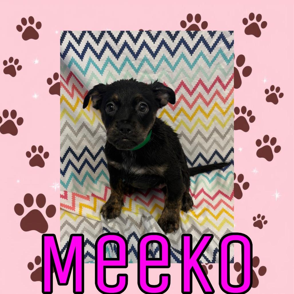 Enlarge Meeko, a Adoptable mixed breed in Royse City, TX image 2/2