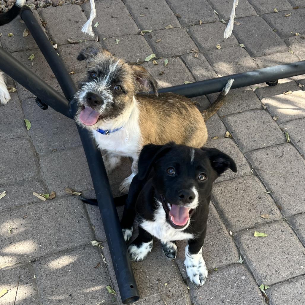 Enlarge Tails, a Adoptable mixed breed image 2/6