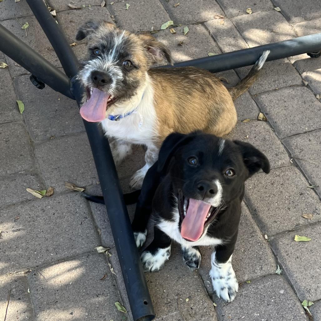 Tails, Adoptable, Puppy Male Shih Tzu & Cattle Dog.