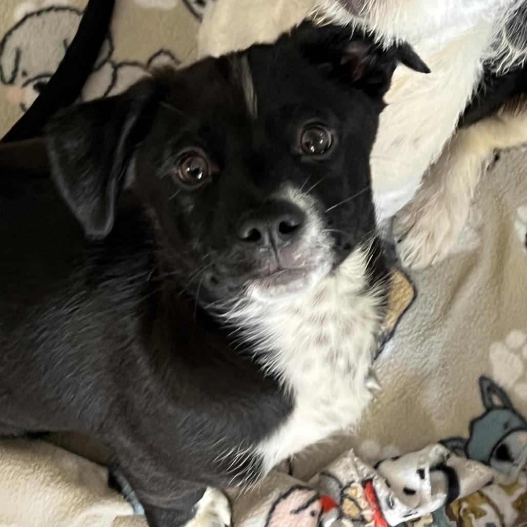 Enlarge Tails, a Adoptable mixed breed image 4/6