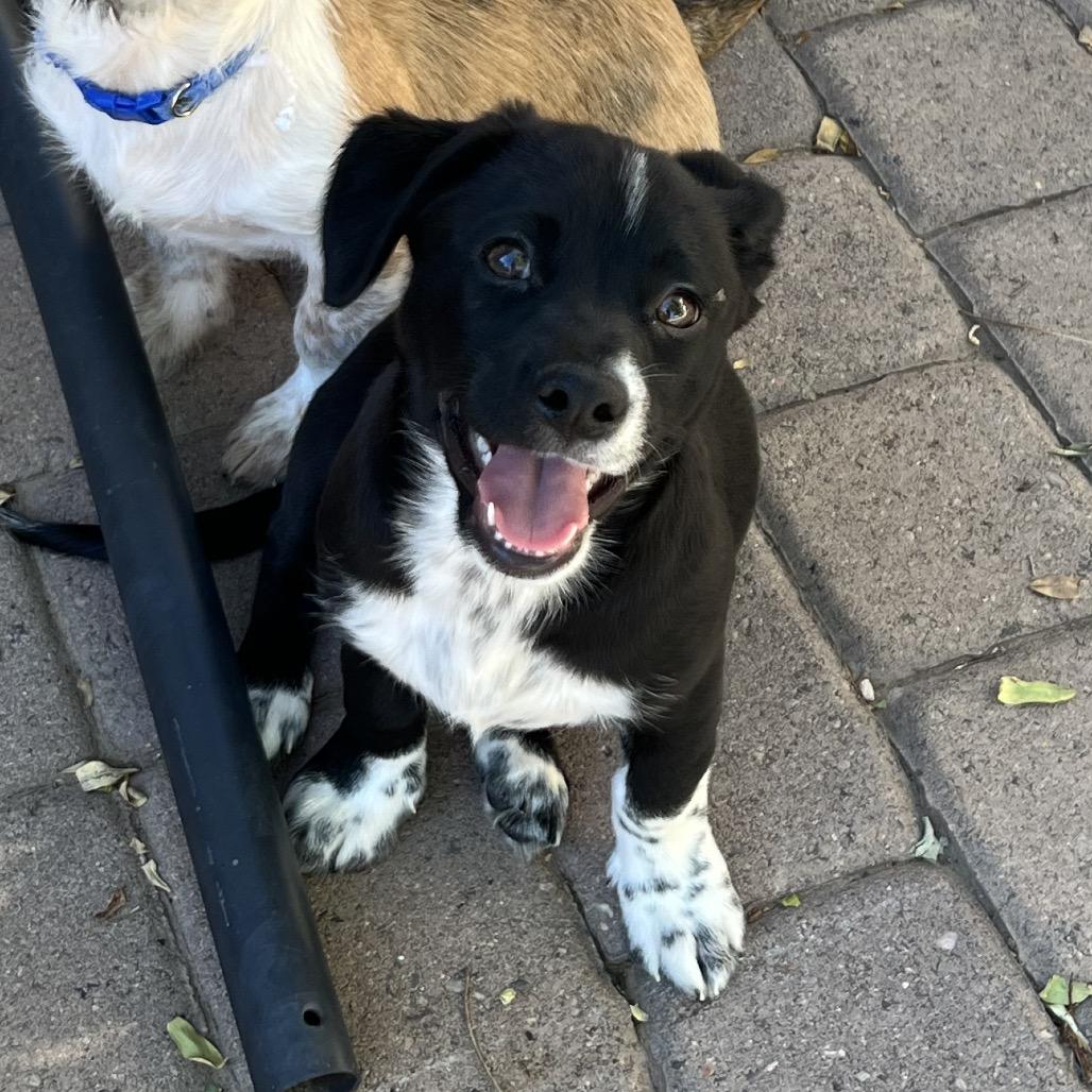 Enlarge Tails, a Adoptable mixed breed image 5/6