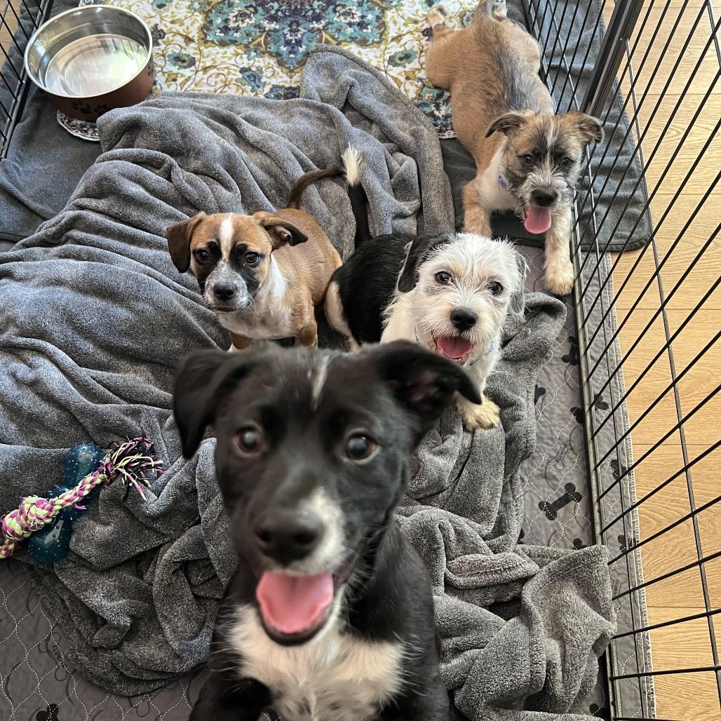 Enlarge Tails, a Adoptable mixed breed image 6/6