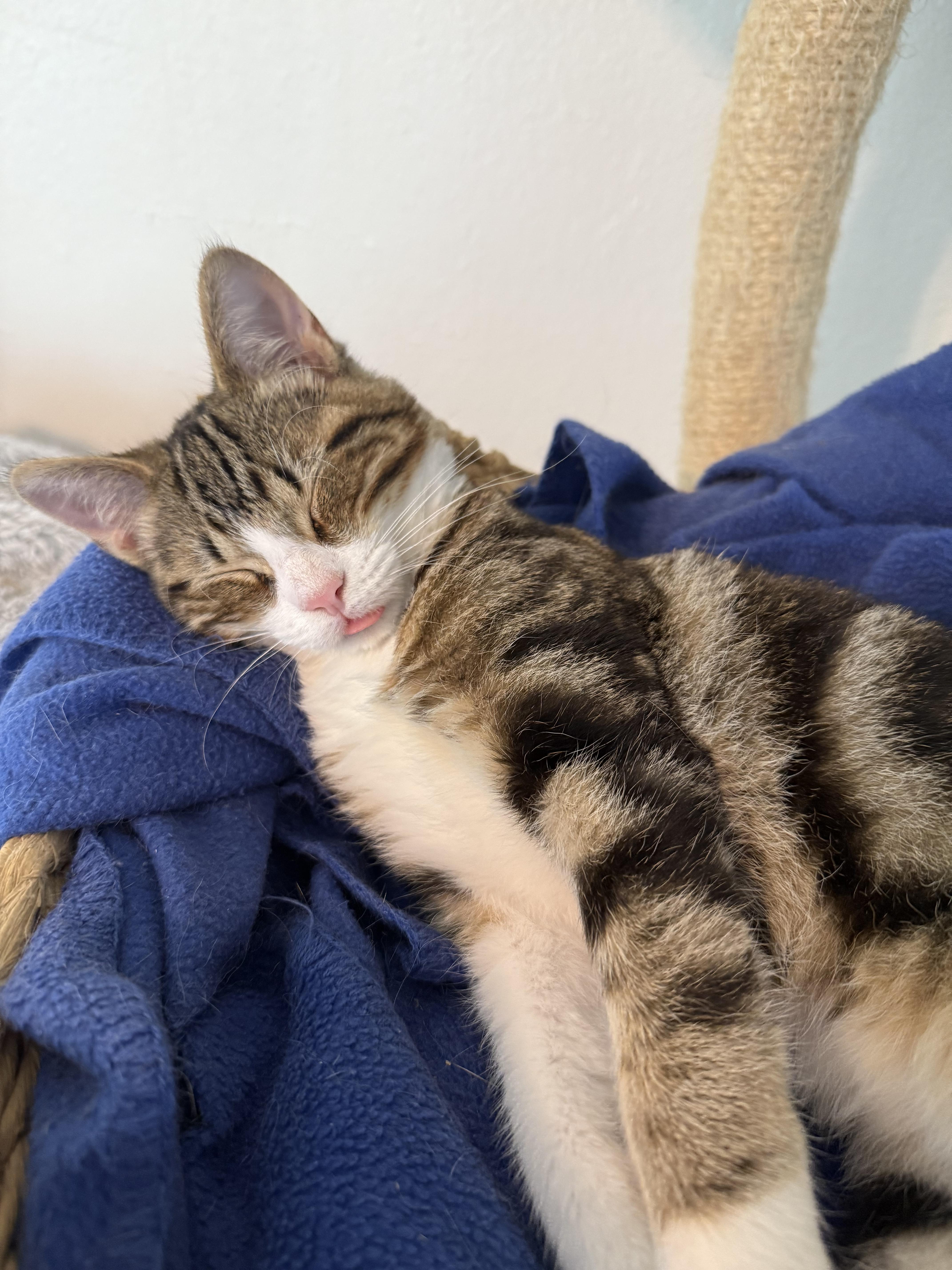 Ryder, a ADOPTABLE Domestic Short Hair in Shreveport, LA image 2/3
