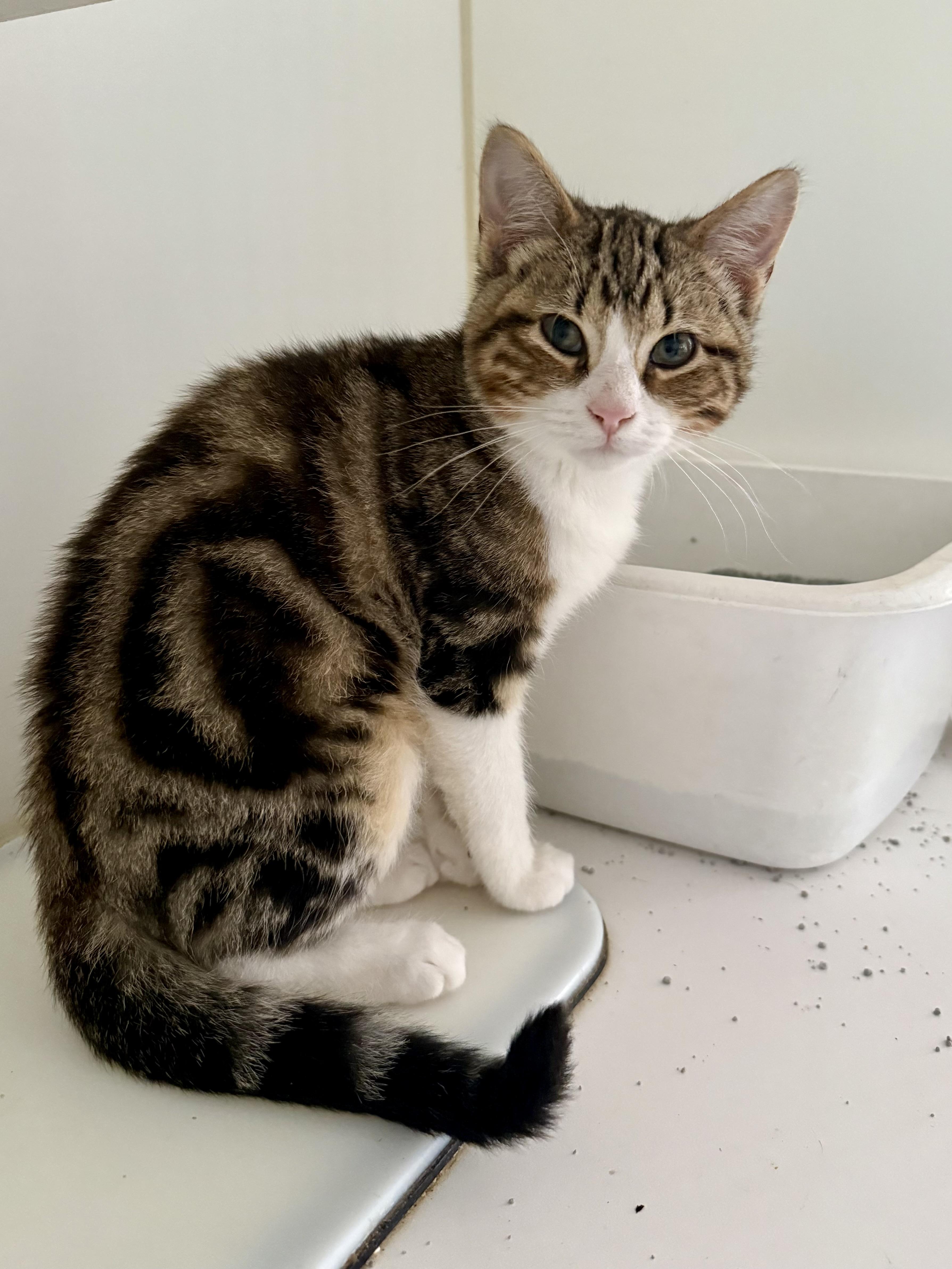 Ryder, a ADOPTABLE Domestic Short Hair in Shreveport, LA image 3/3