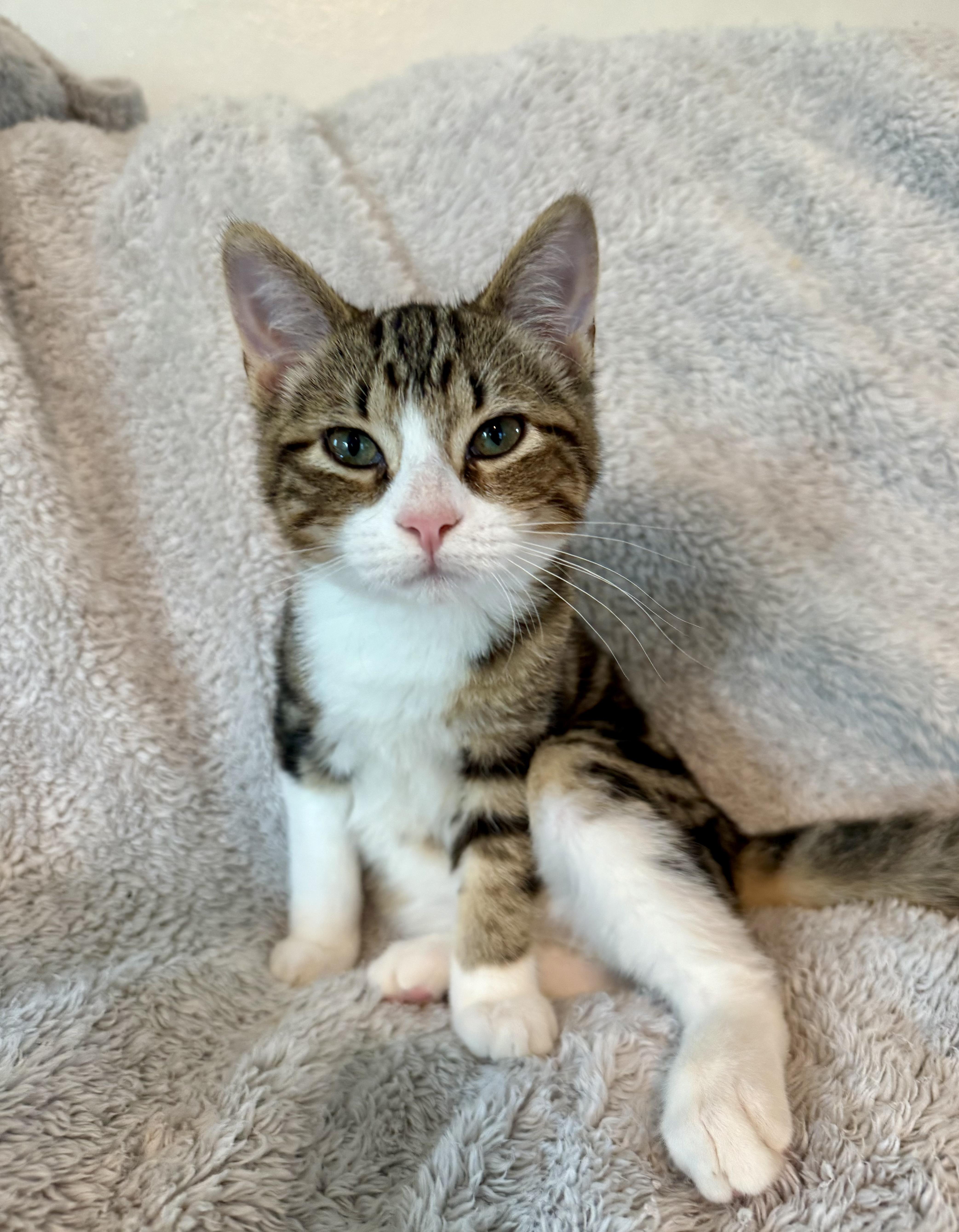 Ryder, ADOPTABLE, Young Male Domestic Short Hair.
