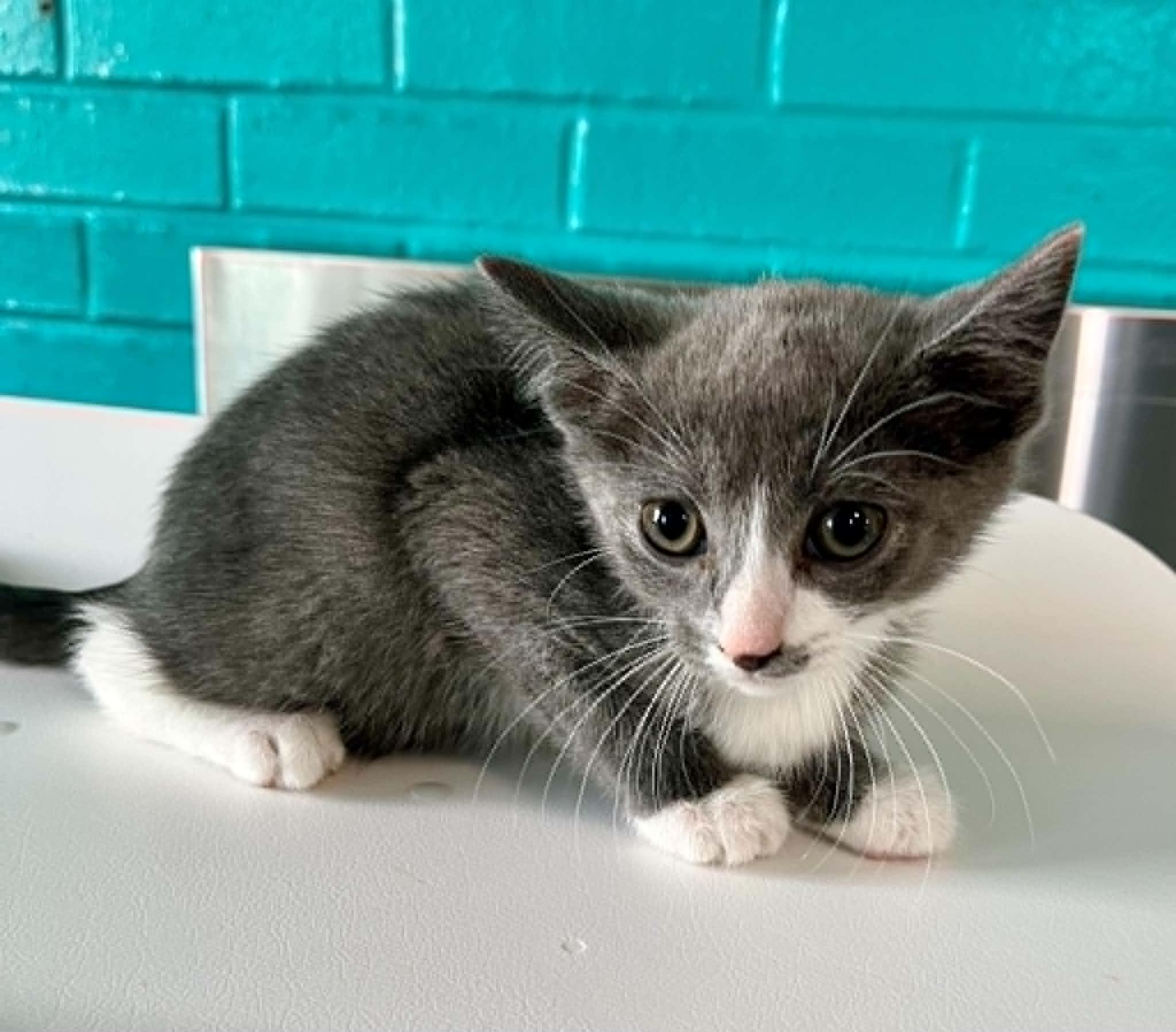 Kacey, adopted, Kitten Female Domestic Short Hair.