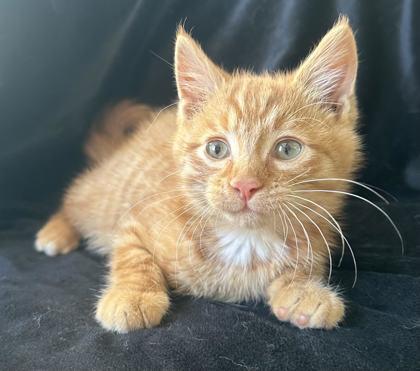 Enlarge Rusty, a Adoptable mixed breed in Buffalo, MN image 1/1