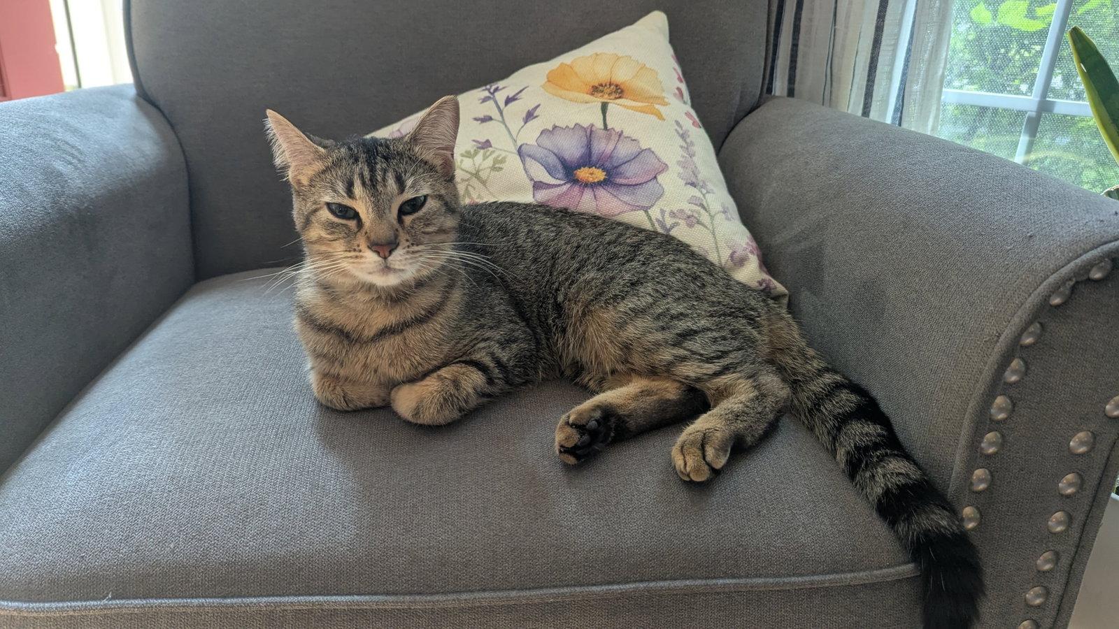 Tabitha, Adoptable, Young Female Domestic Short Hair.