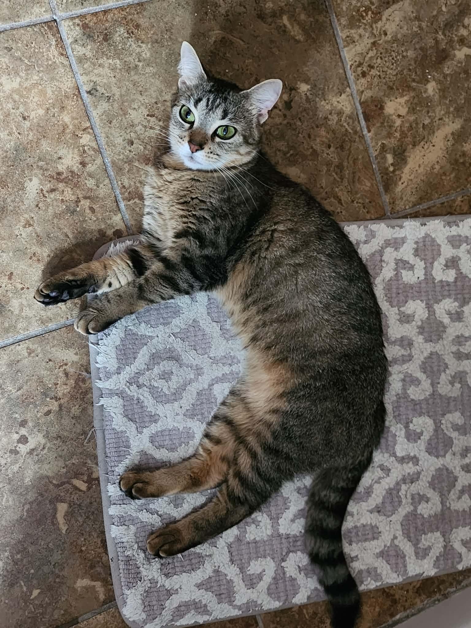 Enlarge Tabitha, a Adoptable Domestic Short Hair in hinckley, IL image 2/3