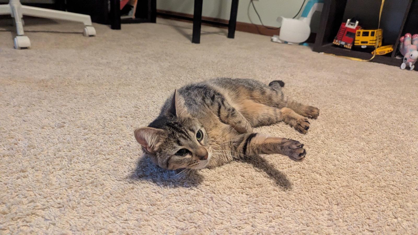 Enlarge Tabitha, a Adoptable Domestic Short Hair in hinckley, IL image 3/3
