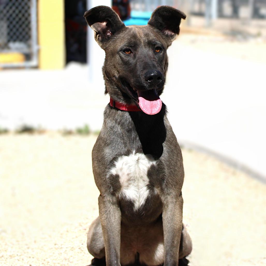 Zinnia, Adoptable, Young Female Mixed Breed.