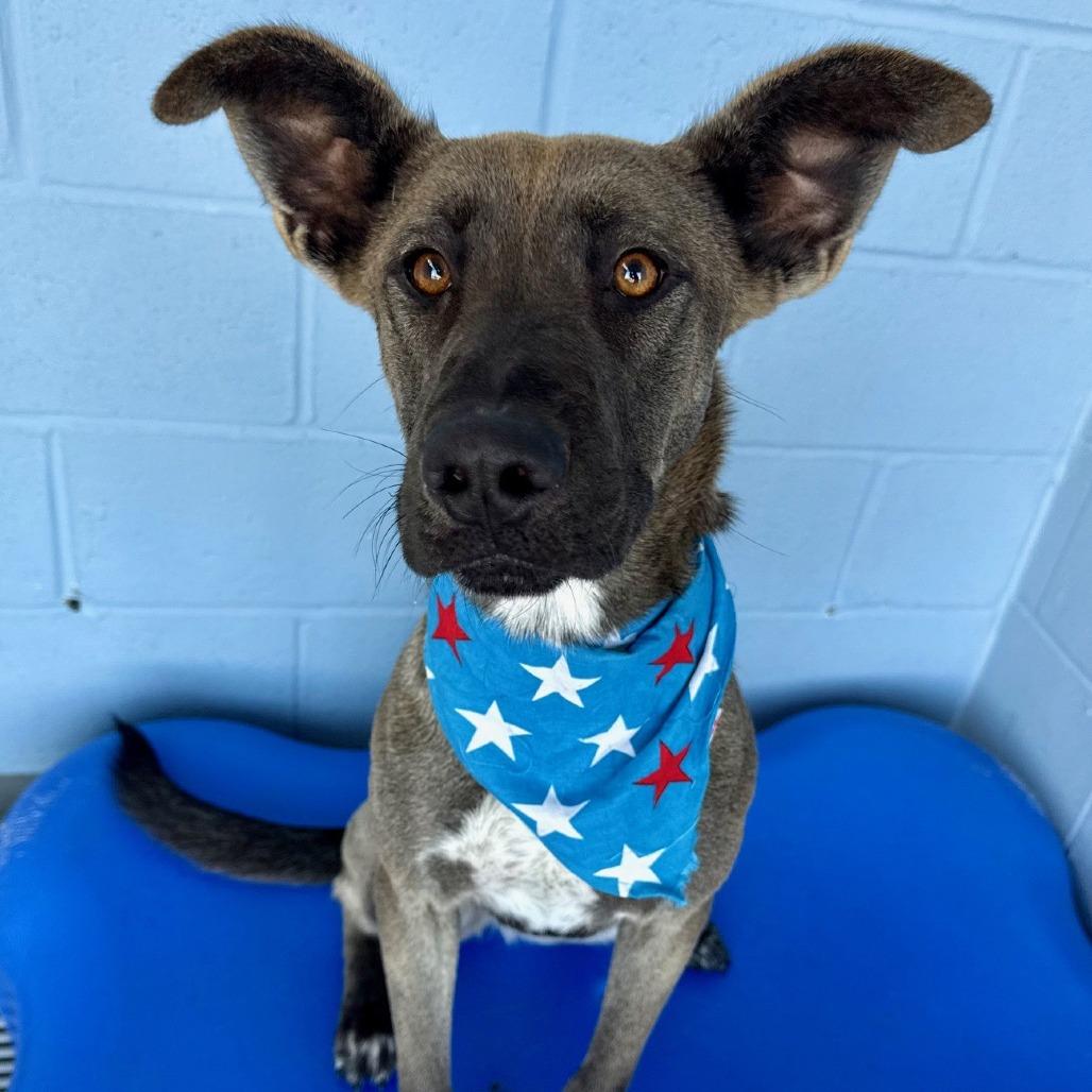 Zinnia, Adoptable, Young Female Mixed Breed.