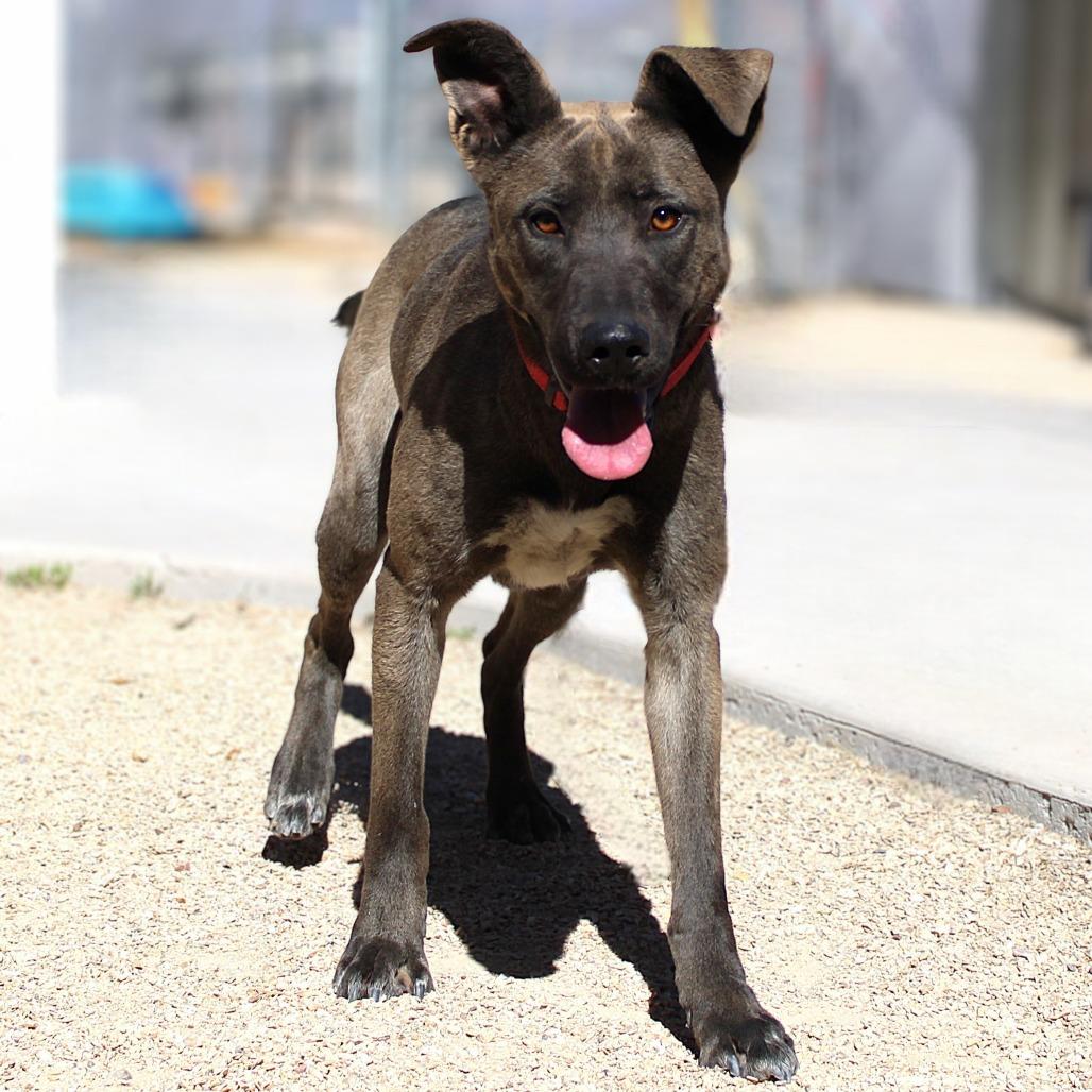 Zinnia, a Adoptable Mixed Breed in Las Cruces, NM image 2/6
