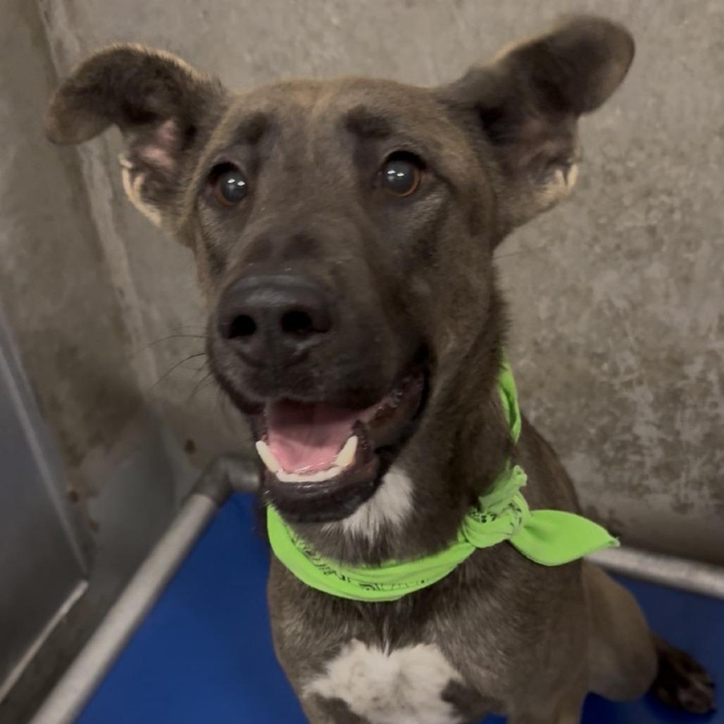 Enlarge Zinnia, a Adoptable Mixed Breed in Las Cruces, NM image 3/6