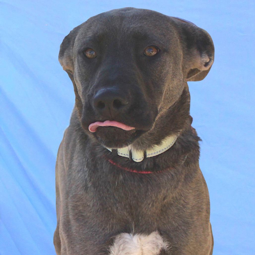 Zinnia, a Adoptable Mixed Breed in Las Cruces, NM image 3/6