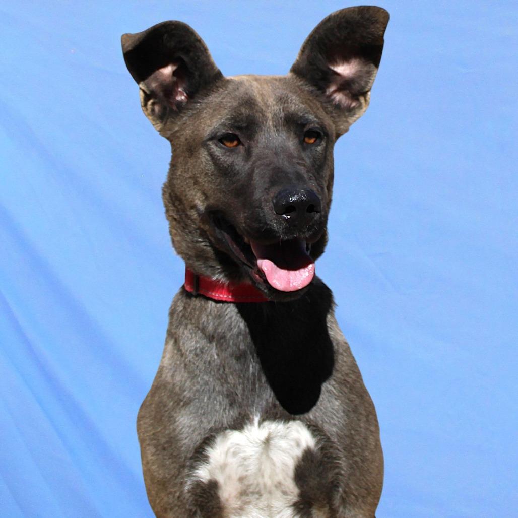 Enlarge Zinnia, a Adoptable Mixed Breed in Las Cruces, NM image 4/6