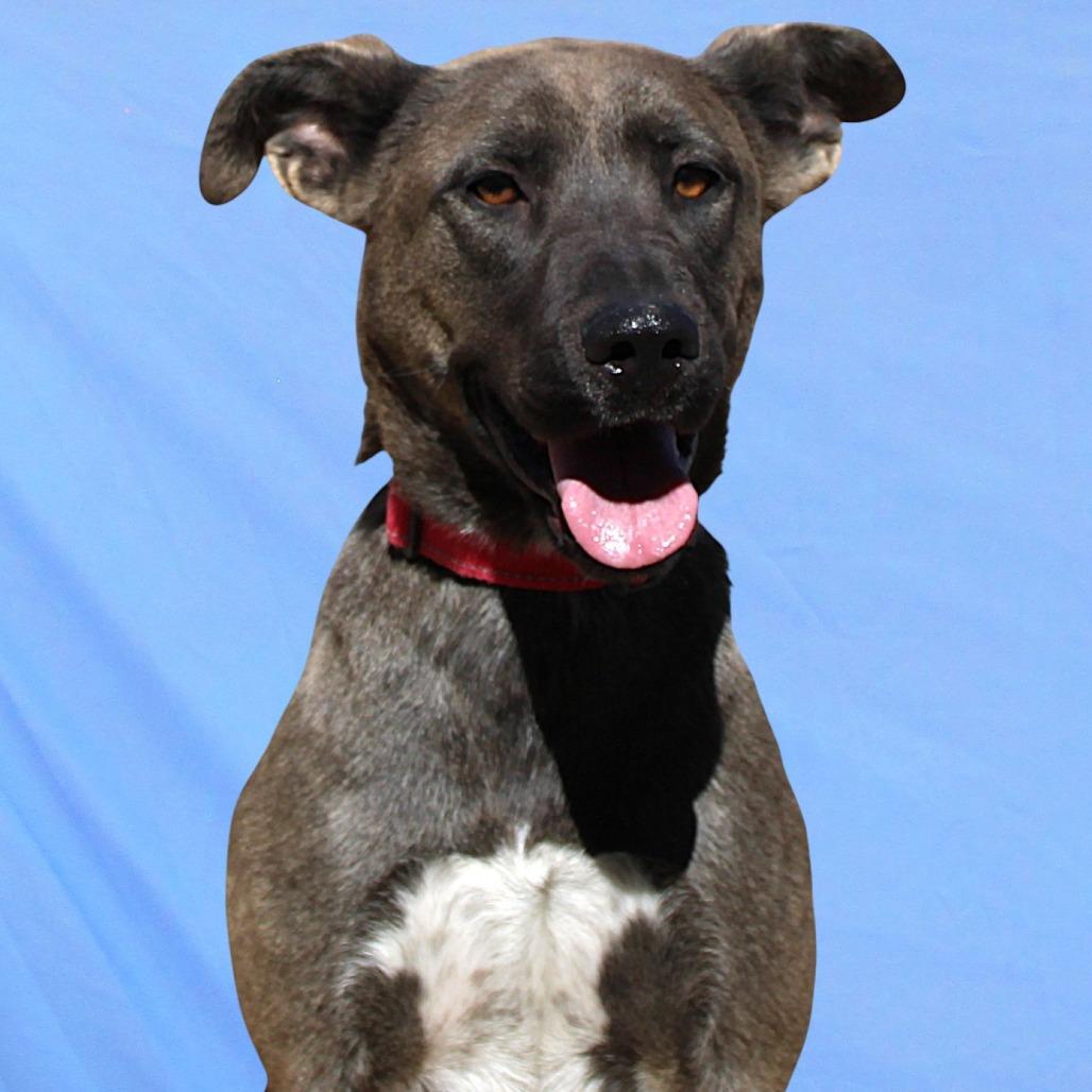 Enlarge Zinnia, a Adoptable Mixed Breed in Las Cruces, NM image 5/6