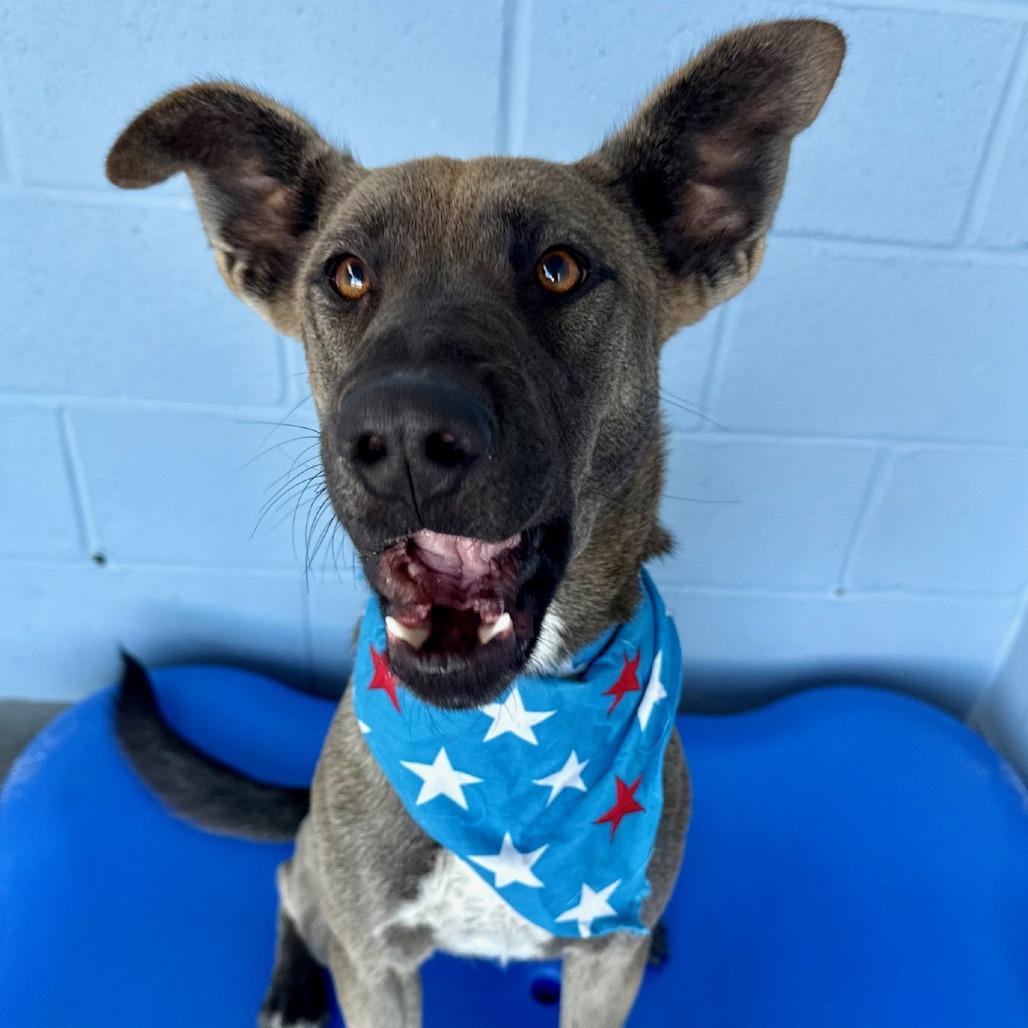 Zinnia, a Adoptable Mixed Breed in Las Cruces, NM image 4/6
