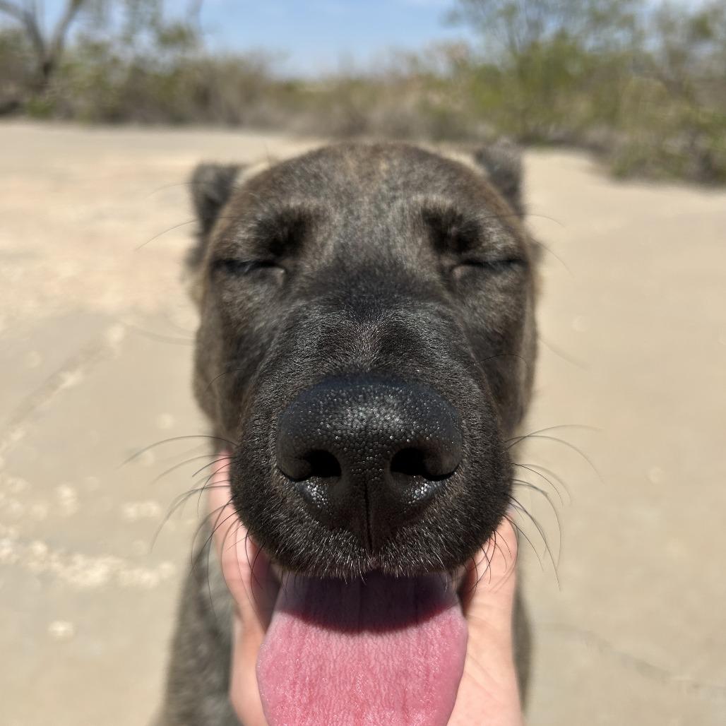 Zinnia, a Adoptable Mixed Breed in Las Cruces, NM image 5/6